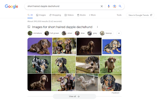 Dachshund Google image search